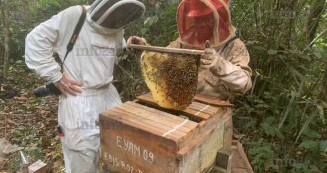 L’ONG Conservation Justice résolument engagée à la protection des abeilles au Gabon