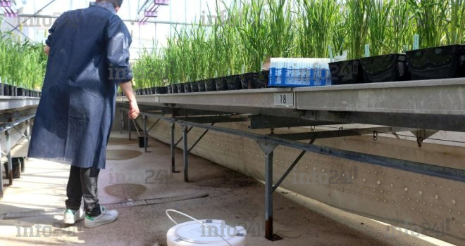 Science&nbsp;: Des chercheurs mettent  au point une nouvelle espèce du riz résistante