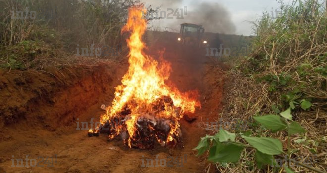 Gabon&nbsp;: 100 millions de francs CFA de stupéfiants et de kobolos incinérés par la justice à Tchibanga