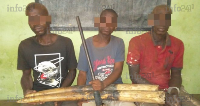 Opération anti-trafic d’ivoire à Booué : Trois trafiquants appréhendés avec leur butin