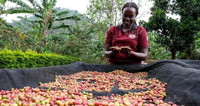 L’Ouganda domine le marché africain du café avec une hausse record de ses exportations