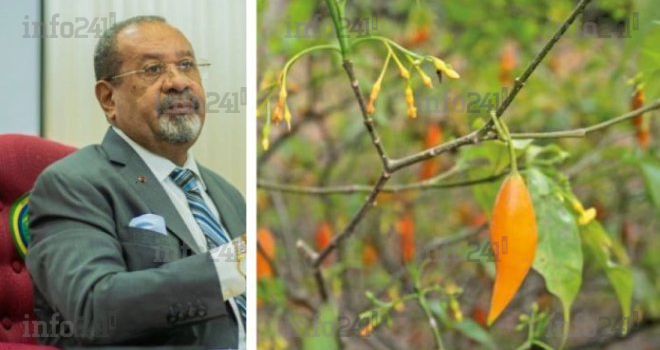 Gabon&nbsp;: Le vibrant plaidoyer de Guy Bertrand Mapangou pour sauver l’iboga des appétits mondiaux
