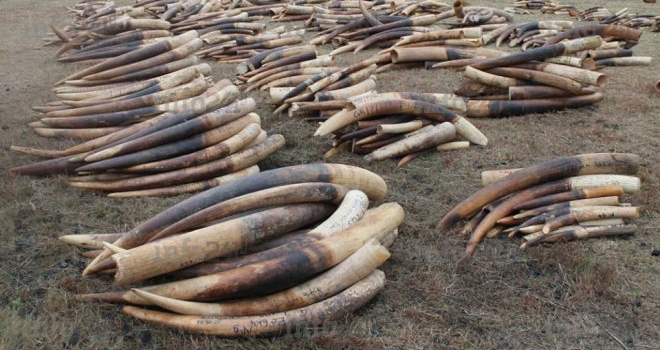 Conservation Justice&nbsp;: 13 ans de lutte contre le trafic de faune et l’exploitation forestière illégale au Gabon