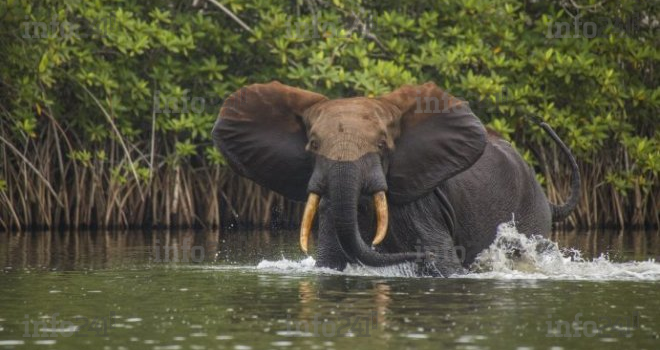 Projet Biodev 2030, le Gabon s’engage pour la préservation de l’environnement