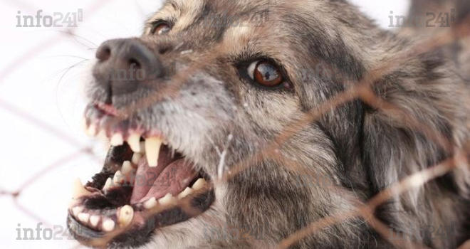 Rage au Gabon&nbsp;: plusieurs cas déclarés dans l’Estuaire, le Haut-Ogooué et le Woleu-Ntem