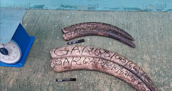 Gabon&nbsp;: Deux trafiquants d’ivoire arrêtés en flagrant délit à Makokou