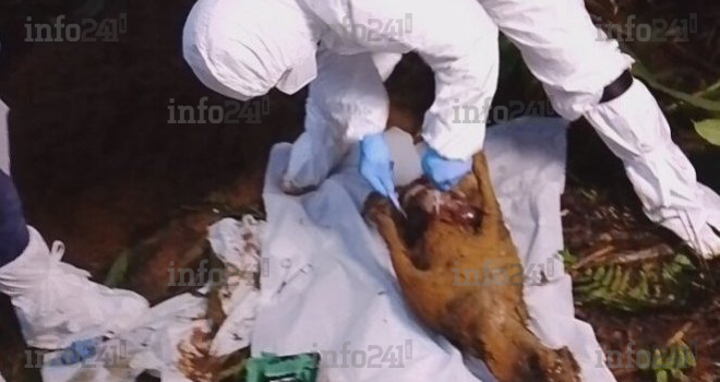 Bouma&nbsp;: Les autorités sanitaires gabonaises en alerte après la mort inexpliquée d’une cinquantaine de chiens