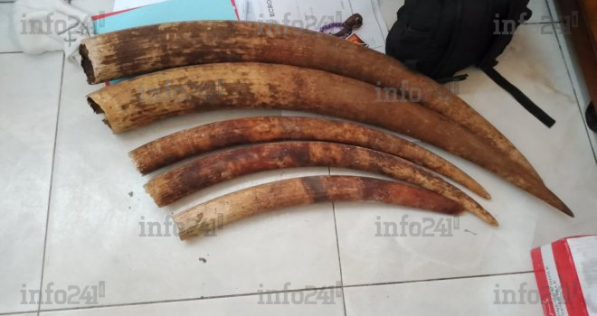 Trafic de faune à Port-Gentil&nbsp;: trois présumés braconniers arrêtés avec cinq pointes d’ivoire