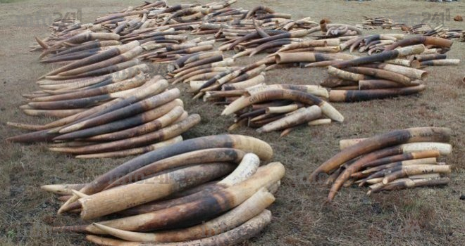 Conservation Justice : 13 ans de lutte contre le trafic de faune et l’exploitation forestière illégale au Gabon