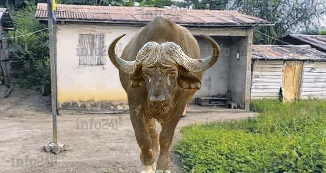 Ndéndé&nbsp;: attaqué par un buffle, un infirmier échappe de justesse à la mort