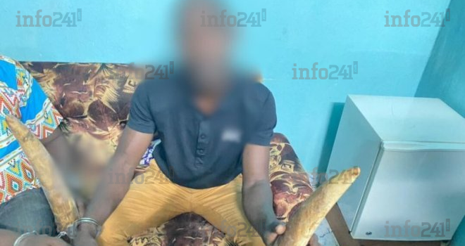Mitzic&nbsp;: Deux trafiquants d’ivoire mis aux arrêts par la police gabonaise
